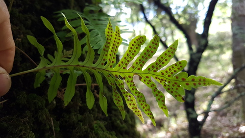 Canary Islands polypody