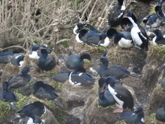 Leucocarbo chalconotus