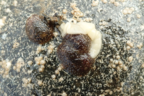 Onchidoris bilamellata