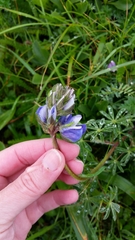 Lupinus nanus