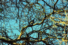 Corythaixoides leucogaster