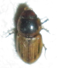 Neocalaphodius moestus