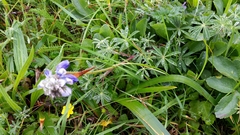 Lupinus nanus