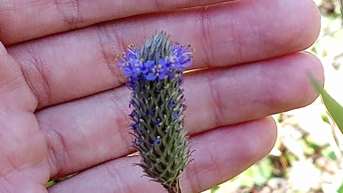 Image of Dalea leporina by (c) Carlos Martínez, some rights reserved (CC BY)