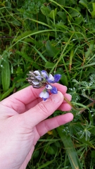 Lupinus nanus