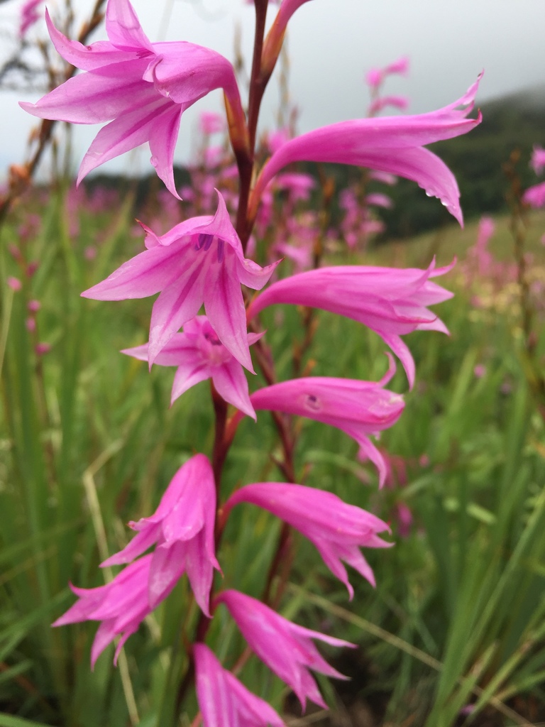 Watsonia transvaalensis