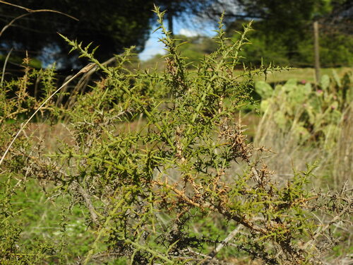 Ulex australis (Ulex australis)