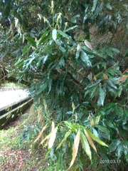 Quercus stenophylloides