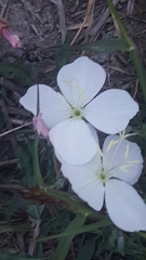 Oenothera tetraptera