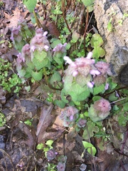 Lamium purpureum