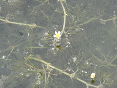 Ranunculus aquatilis