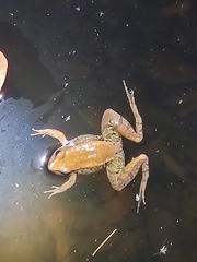 Mangven Chang's Music Frog photo 4
