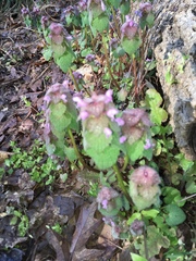 Lamium purpureum