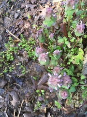 Lamium purpureum