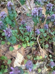 Lamium purpureum