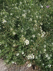 Capsella grandiflora