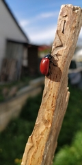 Chrysomela populi