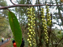 Stachyurus himalaicus