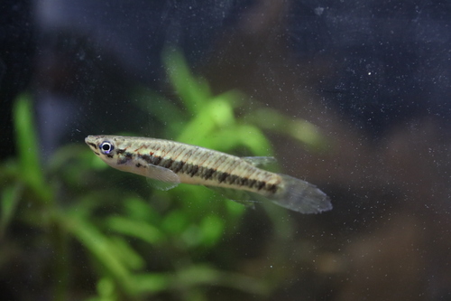 Savanna killi (Epiplatys spilargyreius) — Nothobranchiidae