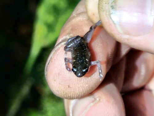 Dusky Pygmy Sheep Frog, Chiasmocleis antenori