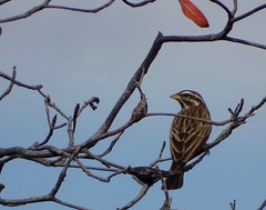 Emberiza tahapisi