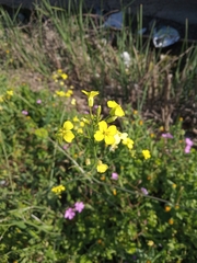 Bunias erucago