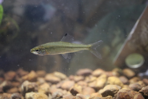 Twotone distichodus (Paradistichodus dimidiatus) — Distichodontidae