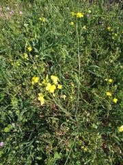 Bunias erucago