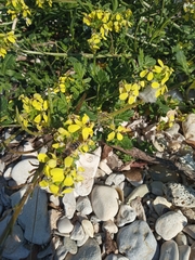 Enarthrocarpus arcuatus