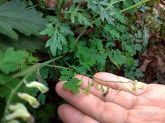 Corydalis ophiocarpa