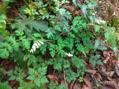 Corydalis ophiocarpa
