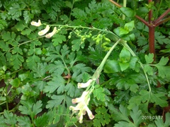 Corydalis ophiocarpa