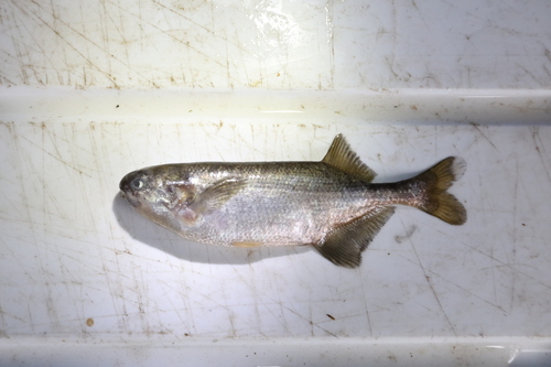 Zwarte dwergsnuitvis (Brevimyrus niger) — Mormyridae — 2
