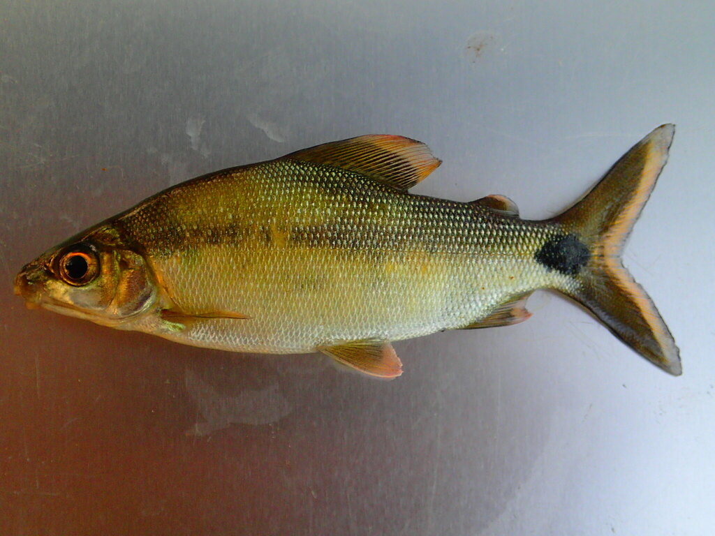 Distichodus engycephalus from Préfecture de Kouroussa, Guinée on March