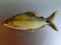 Grass-Eater photo 1