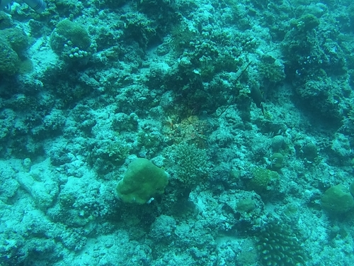 Fire Dartfish — seen at this dive site