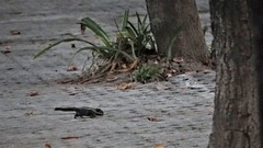 Tamiops mcclellandii