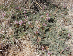 Astragalus plattensis