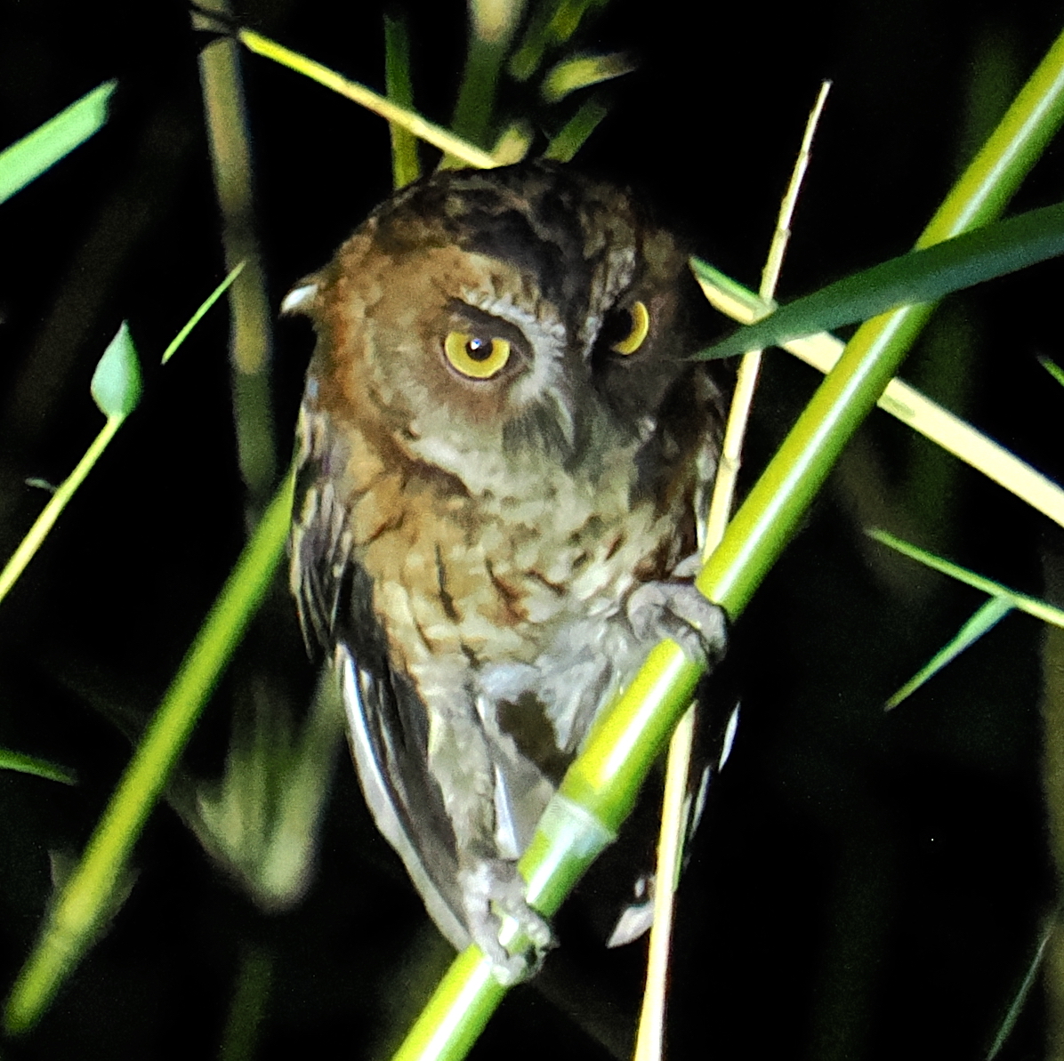Moluccan Scops Owl (Otus magicus), photo 4