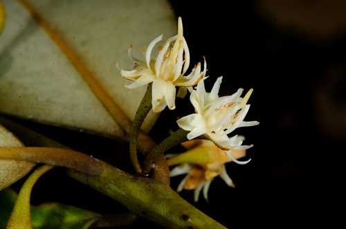 African pear (Manilkara obovata)