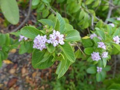 Lantana involucrata