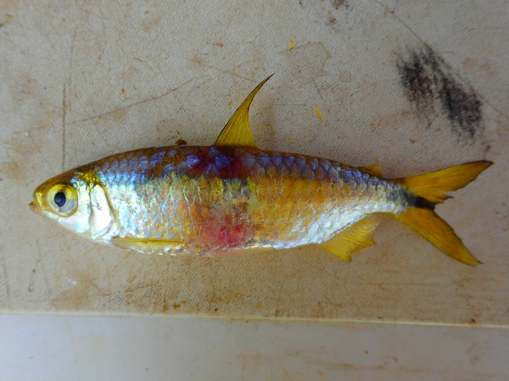 Yellow-Fin Tetras