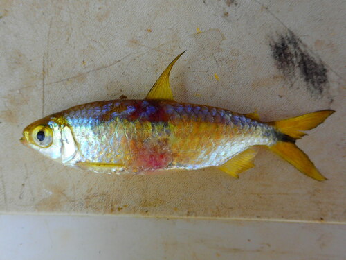 Silverside (Brycinus leuciscus) — Alestidae