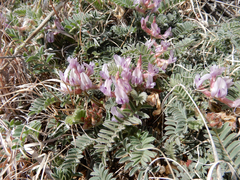 Astragalus plattensis