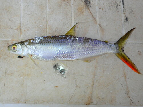 Characin (Alestes baremoze) — Alestidae — 4