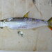 African Characins - Photo (c) H.Grenier, some rights reserved (CC BY-NC), uploaded by H.Grenier