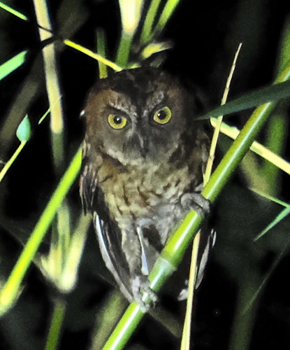 Moluccan Scops Owl (Otus magicus), photo 7
