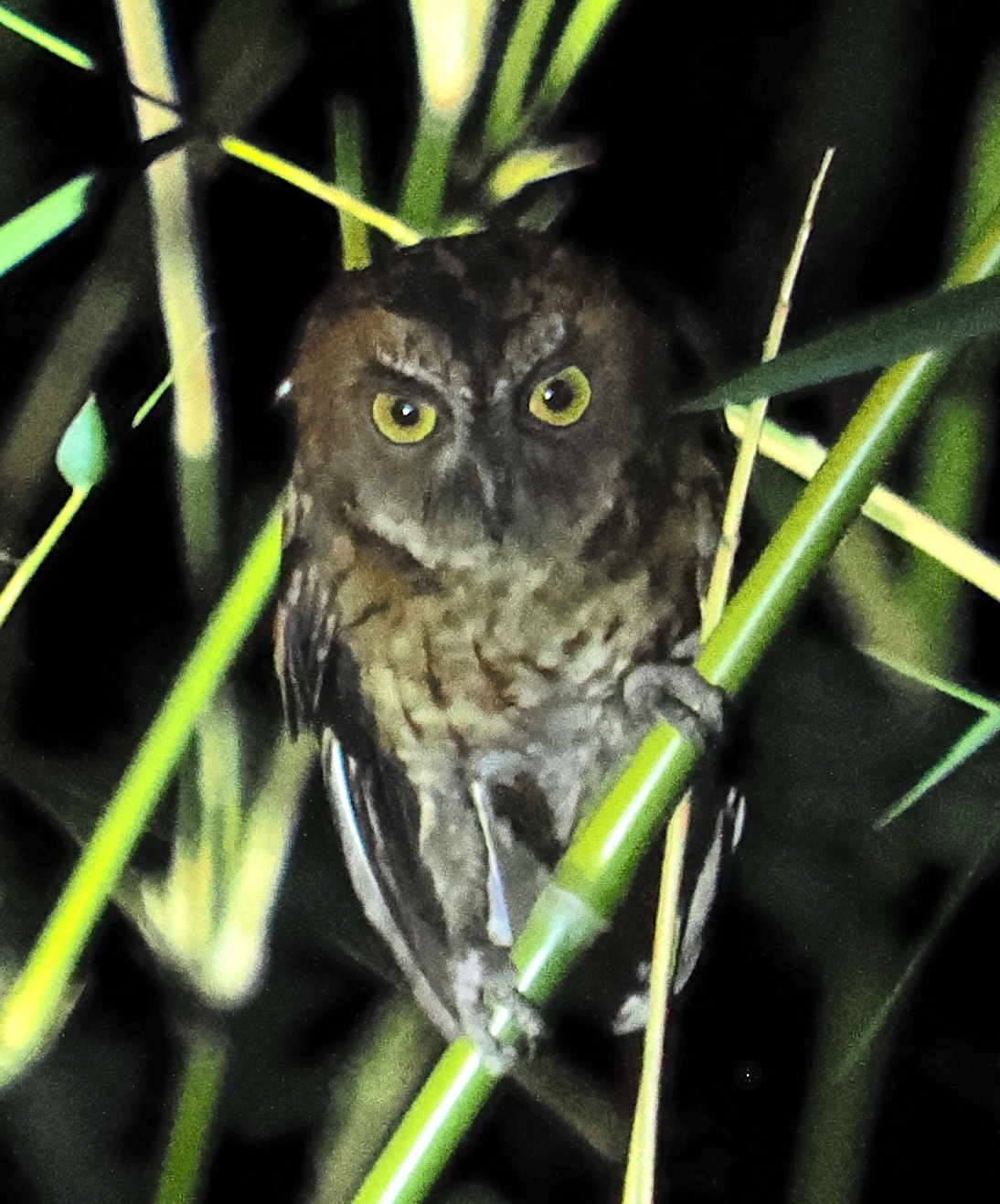 Moluccan Scops Owl (Otus magicus), photo 5