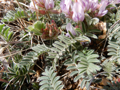 Astragalus plattensis