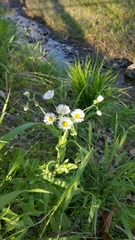 Erigeron strigosus strigosus